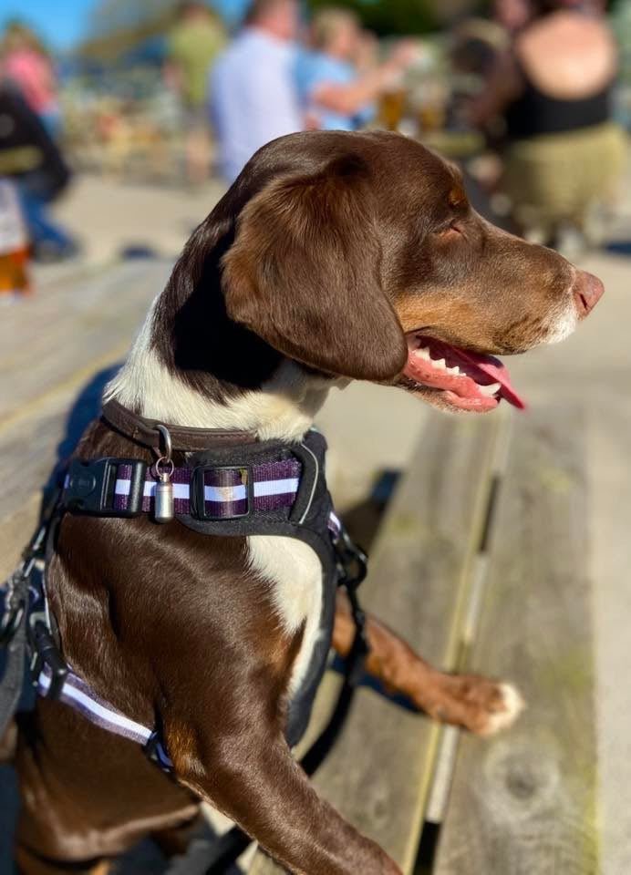 Rugged Rover no-pull dog harness in Midnight Black