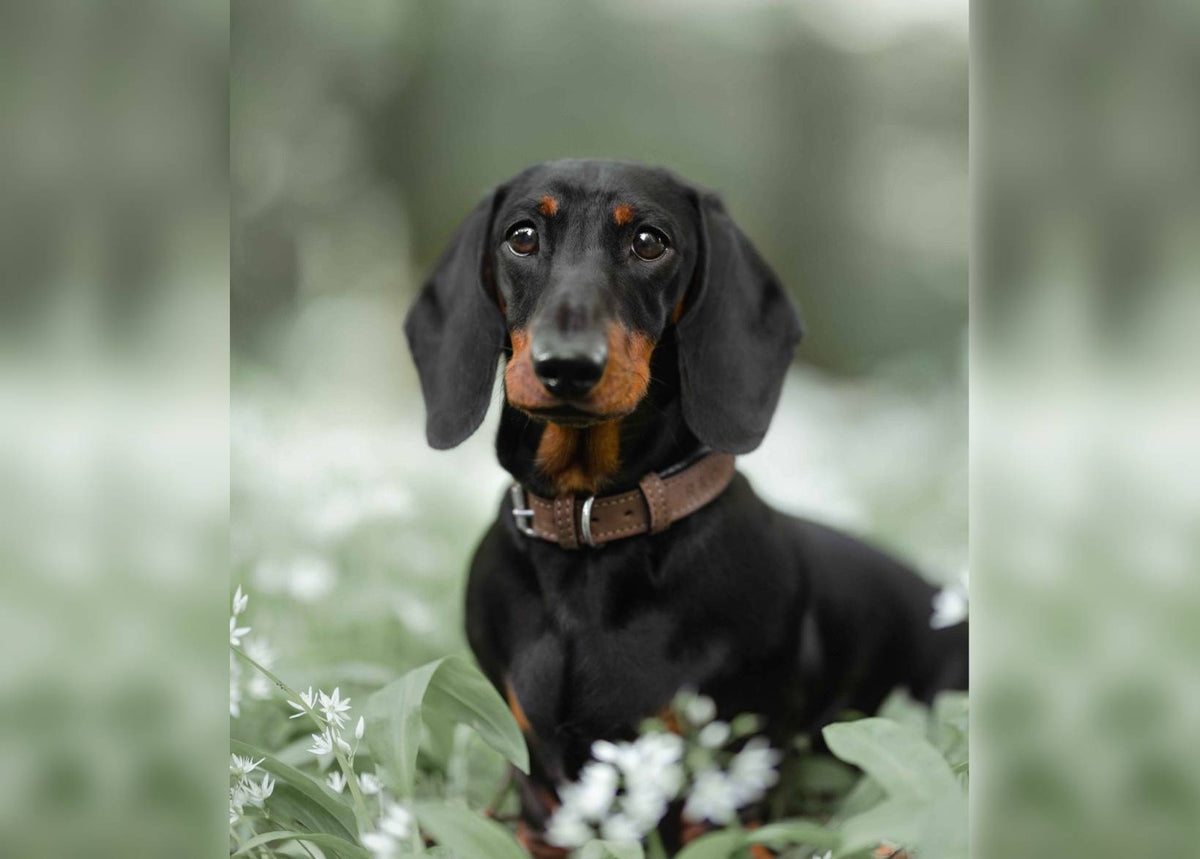 Lincoln tweed and leather dog collar
