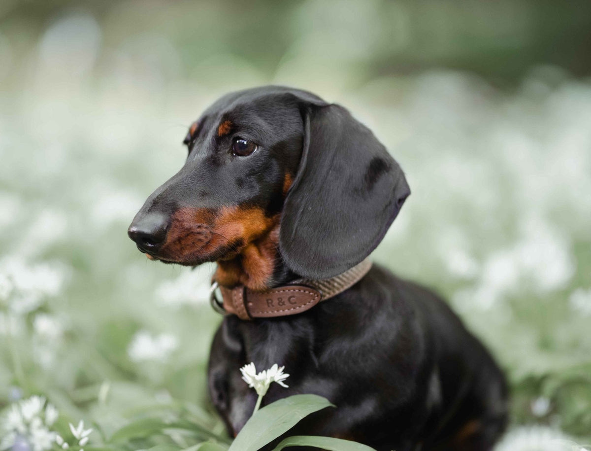 Lincoln tweed and leather dog collar