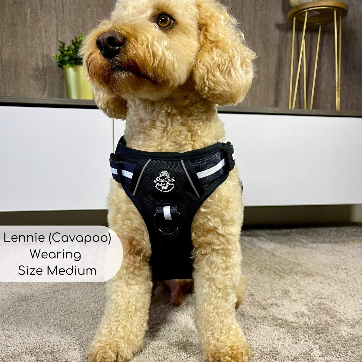 Rugged Rover no-pull dog harness in Midnight Black