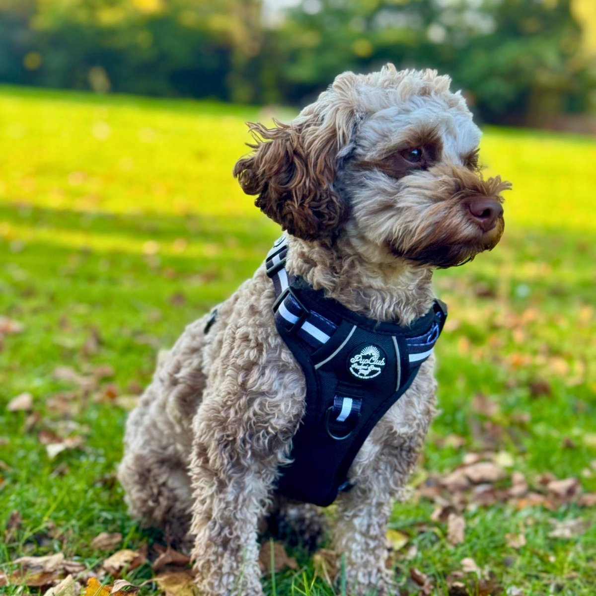 Rugged Rover no-pull dog harness in Midnight Black